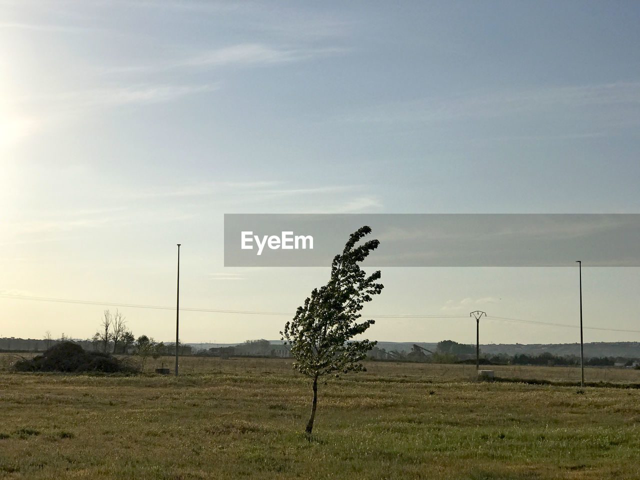 TREES ON FIELD AGAINST SKY