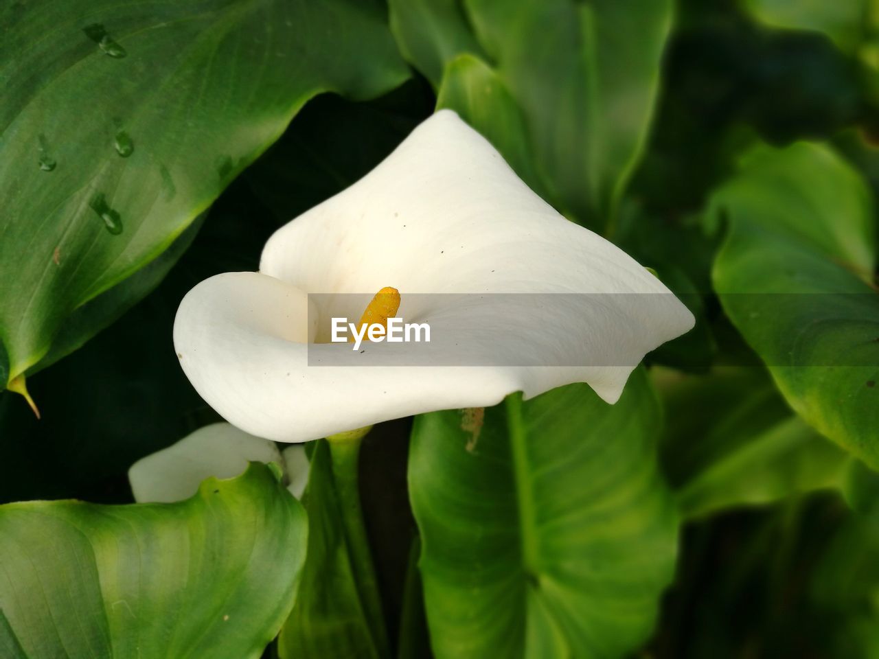 Close-up of white day lily blooming outdoors