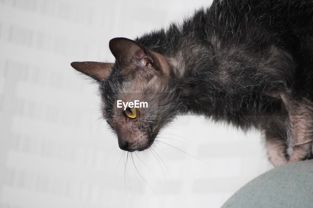 Lykoi cat profile 