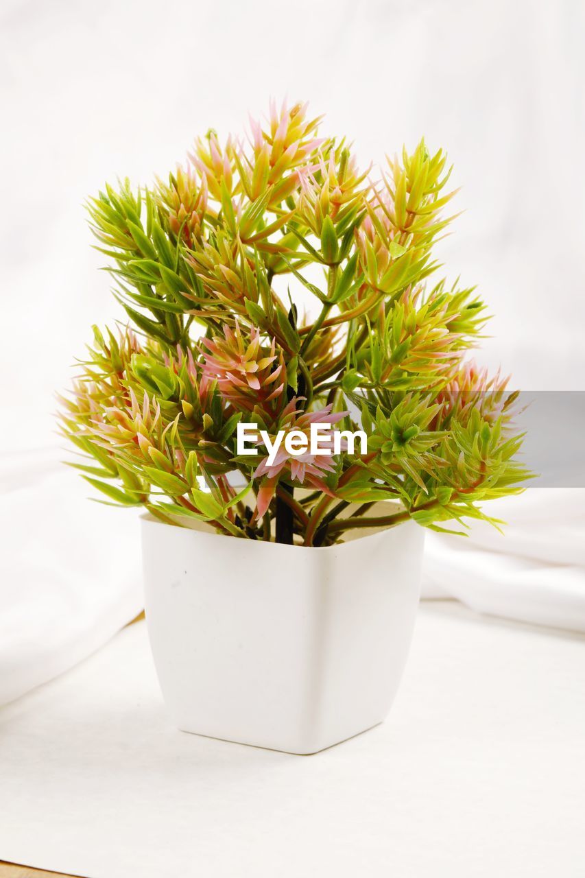 close-up of potted plant against white background