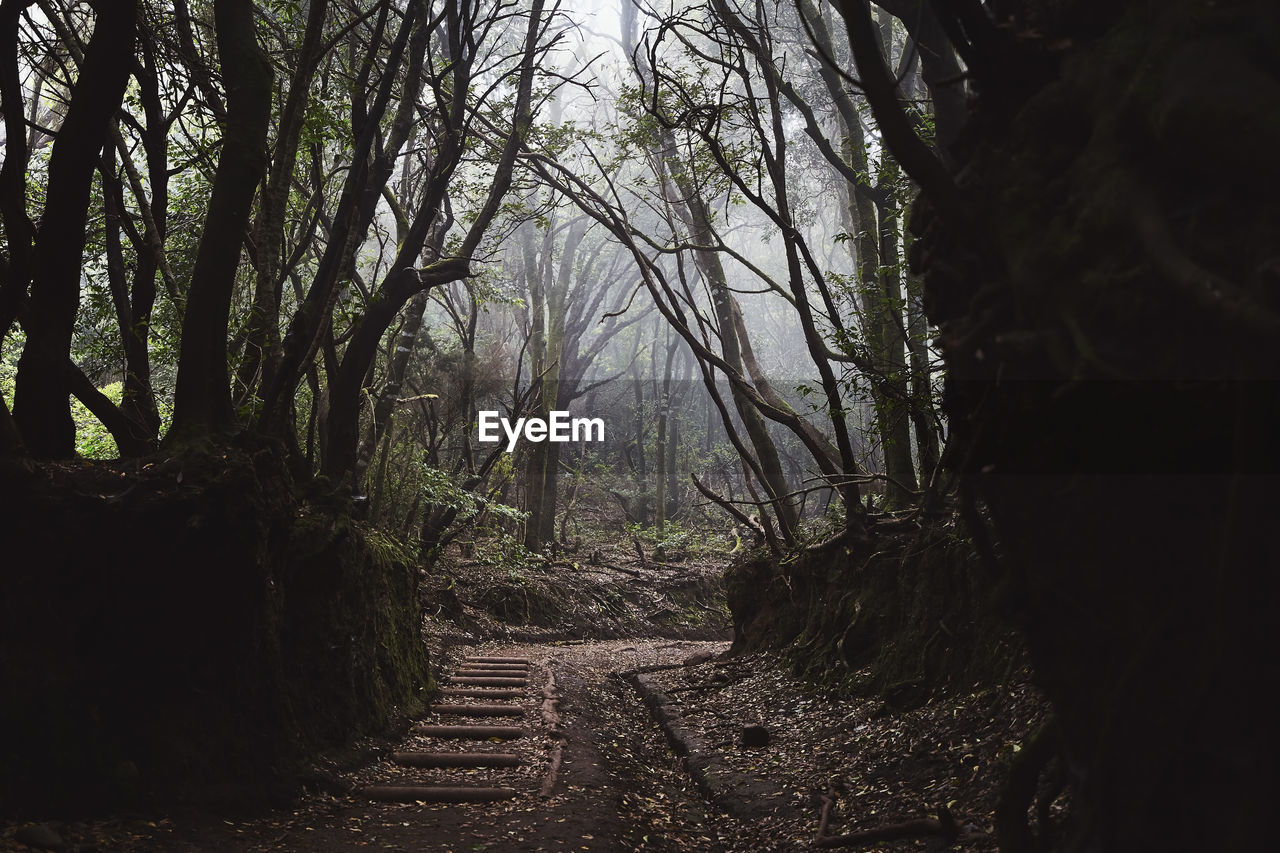 Footpah in mysterious foggy forest. anaga national park in tenerife, spain.