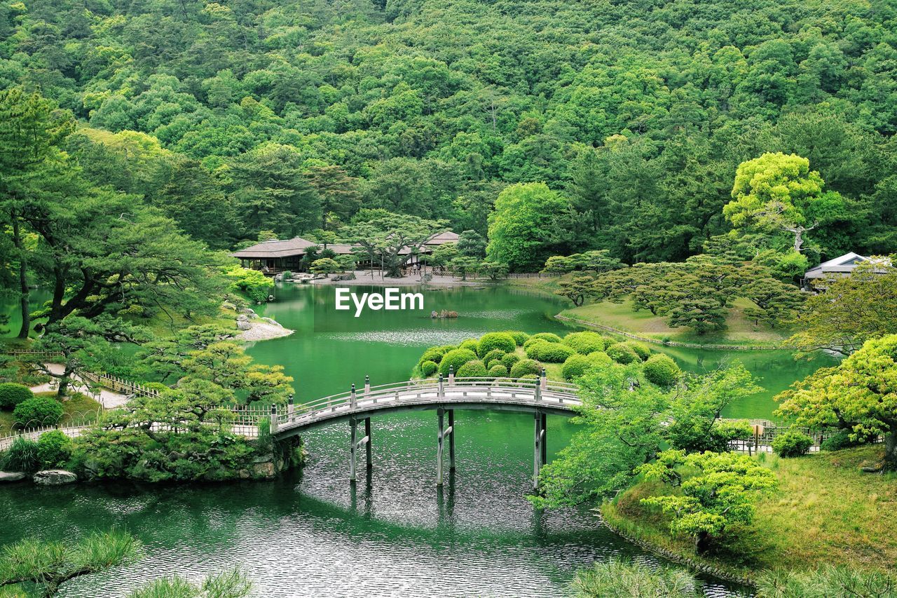 Trees in park