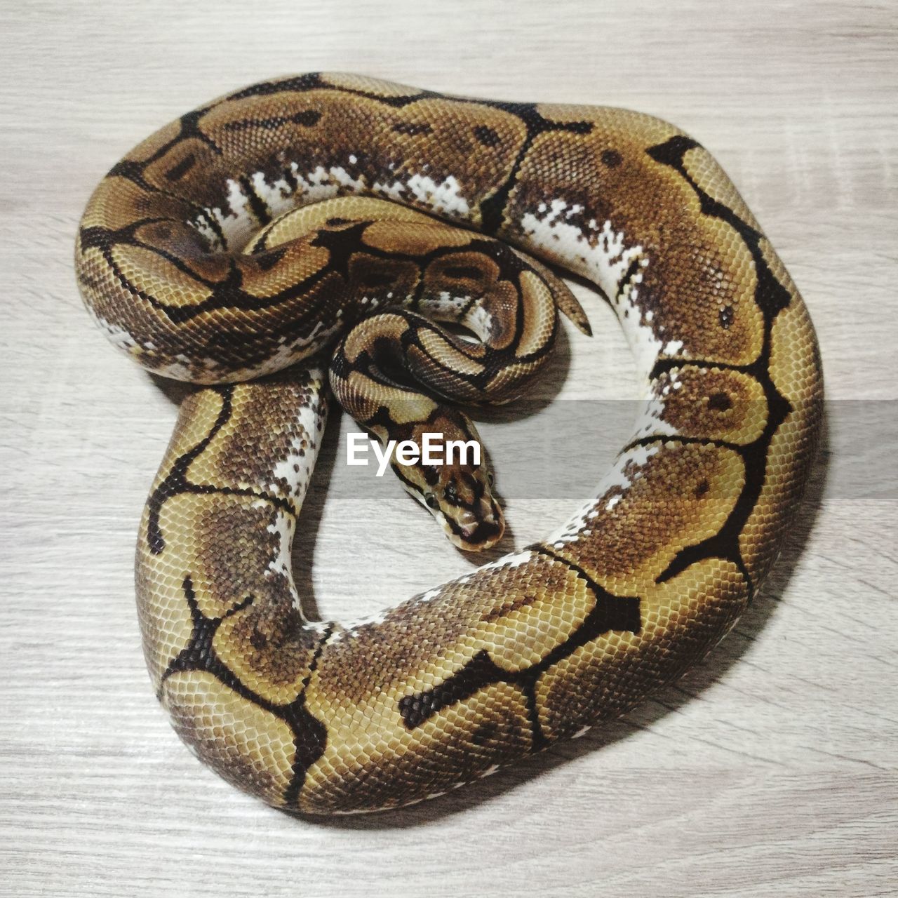 HIGH ANGLE VIEW OF SNAKE ON WOOD