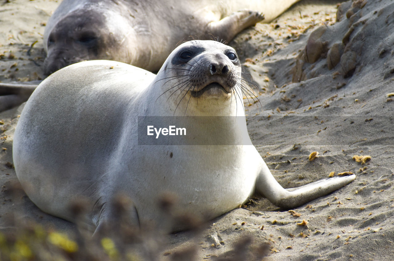 Cute seal pup  with long whiskers and big brown eyes looking curious resting on  beach