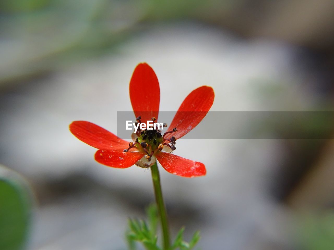 CLOSE-UP OF RED INSECT