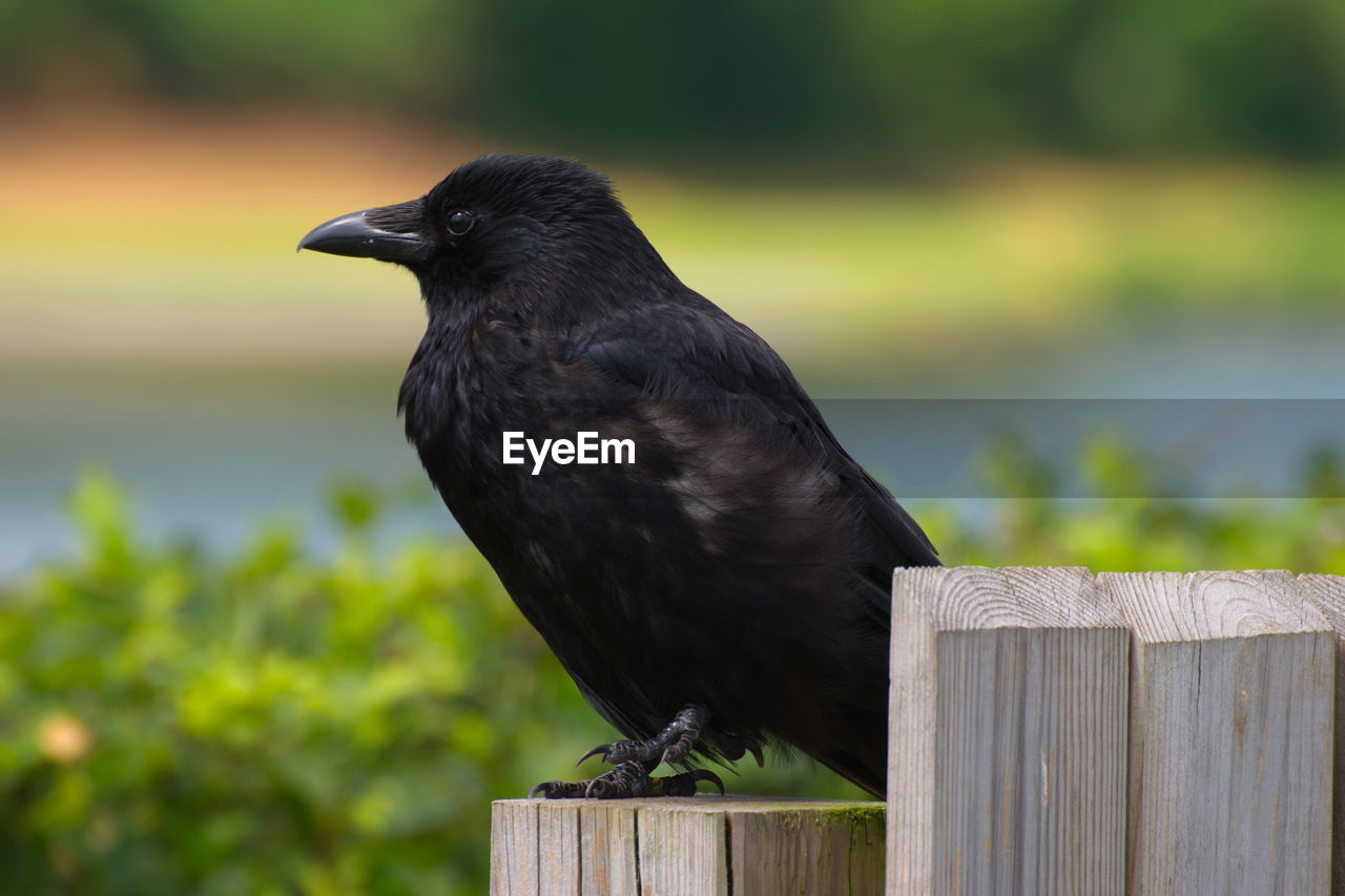 Close-up of bird perching on wooden post