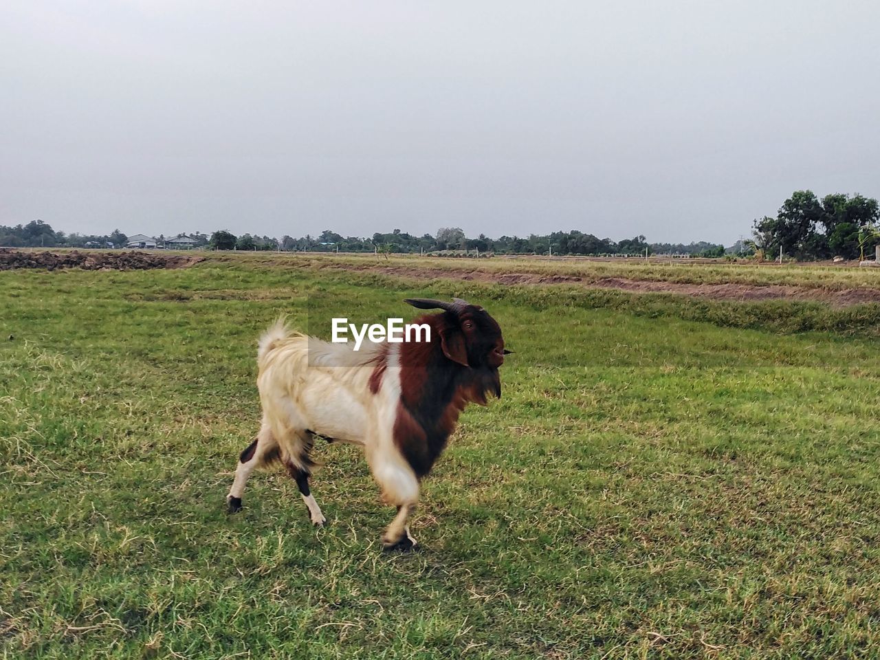 Goat standing on grassy field