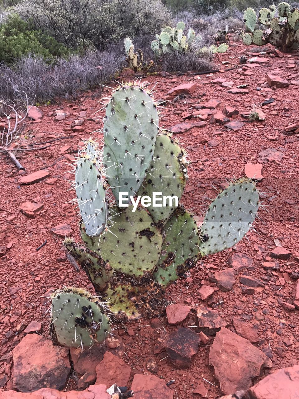 HIGH ANGLE VIEW OF PRICKLY PEAR CACTUS ON PLANT