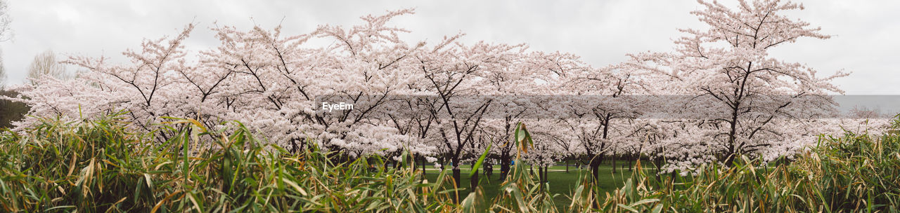 CHERRY BLOSSOMS AGAINST SKY