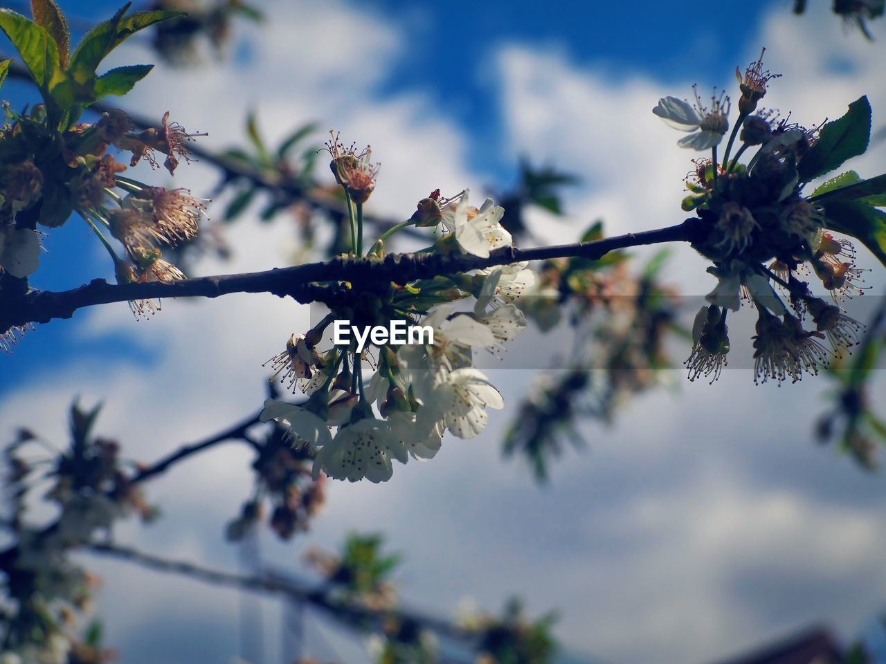 plant, nature, tree, flower, blossom, flowering plant, spring, beauty in nature, branch, sky, growth, freshness, blue, springtime, food and drink, no people, food, fruit, macro photography, outdoors, fragility, close-up, focus on foreground, day, cloud, leaf, selective focus, plant part, winter, produce, environment, botany, healthy eating, sunlight, tranquility, fruit tree, twig