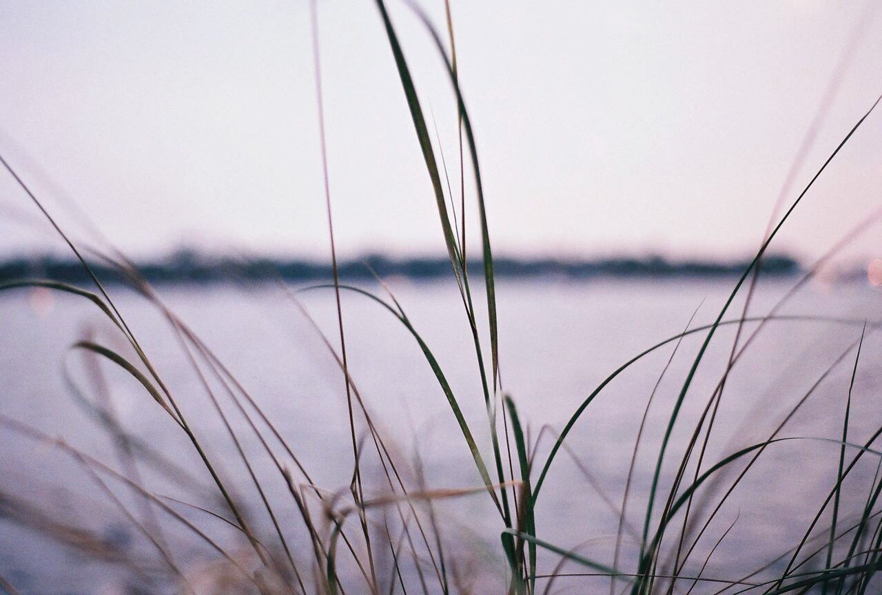 Close-up of grass by lake