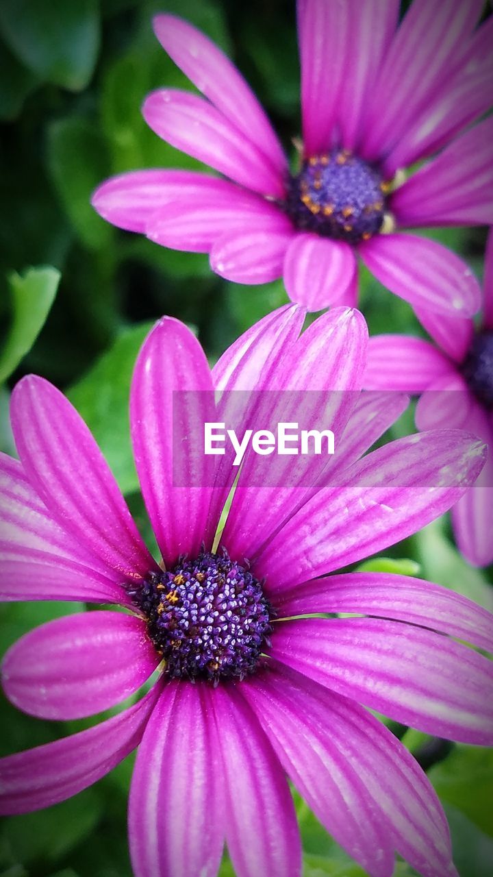 Close-up of pink flowers blooming outdoors