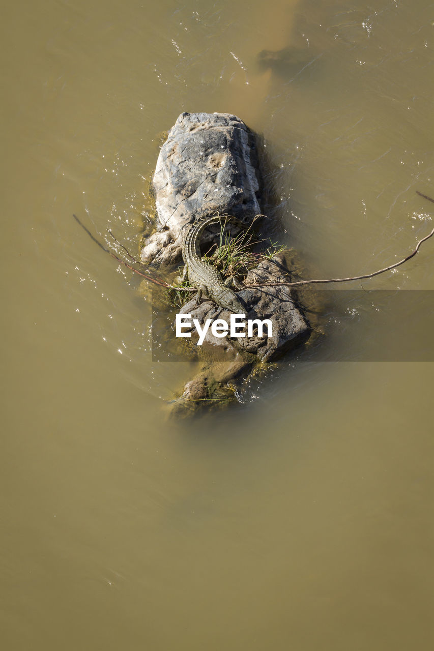 High angle view of turtle in lake