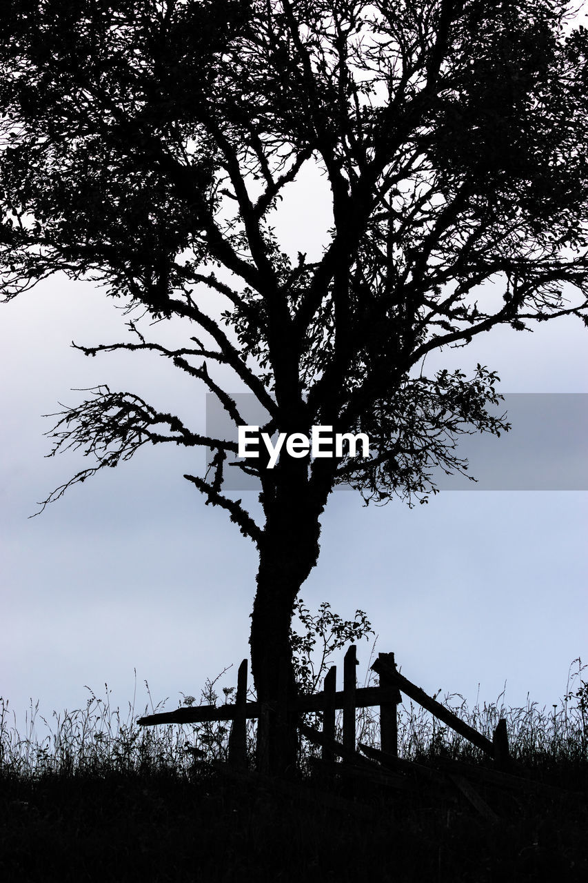 The dark silhouette of a lonely tree standing in the countryside