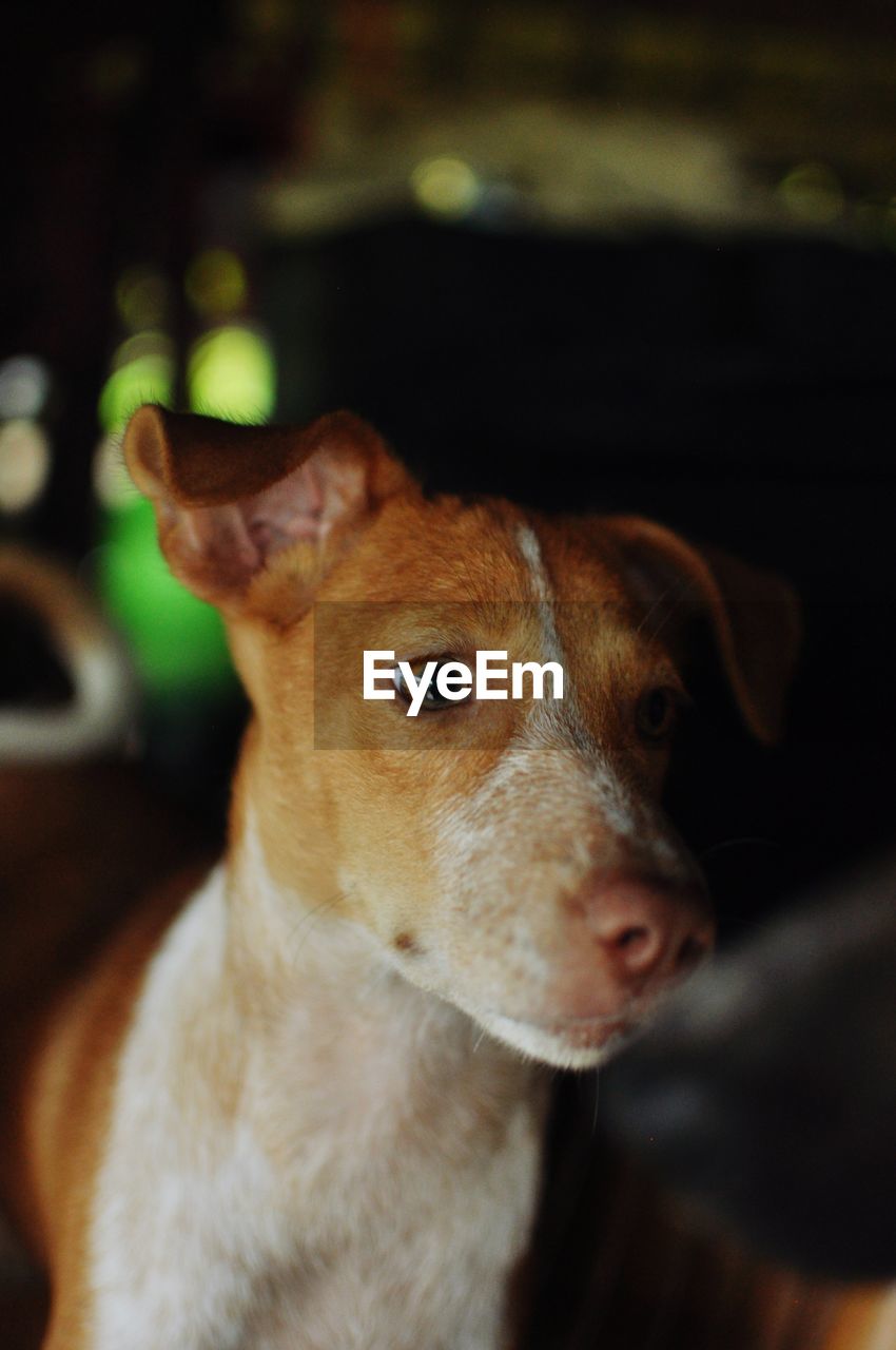 Close-up of dog looking away