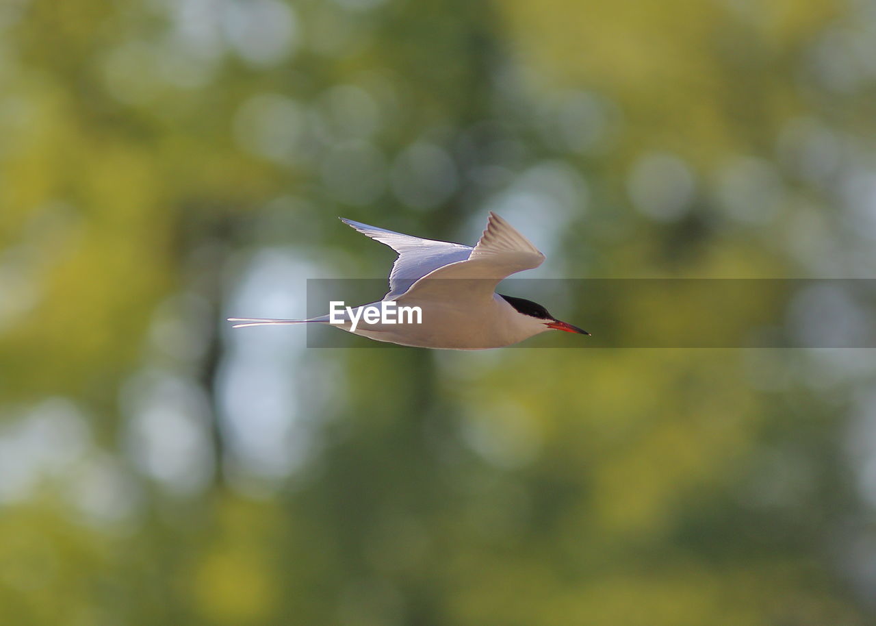 LOW ANGLE VIEW OF BIRD FLYING IN THE SKY