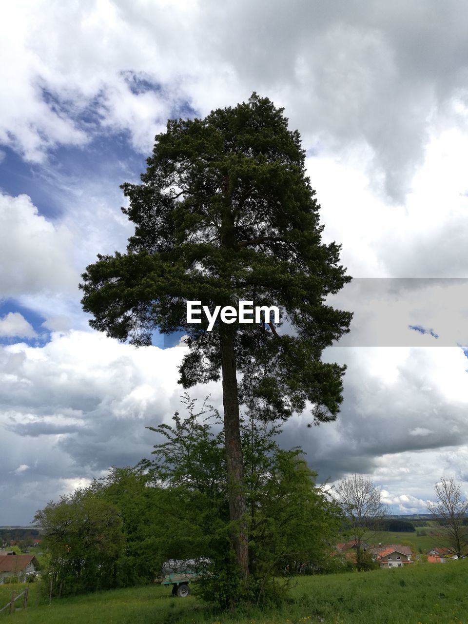 TREE IN FIELD AGAINST SKY