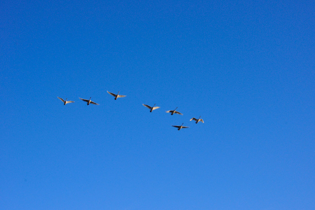 Low angle view of birds flying against clear blue sky