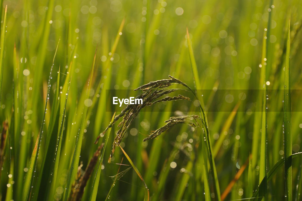 Close-up of wet rice paddy on farm