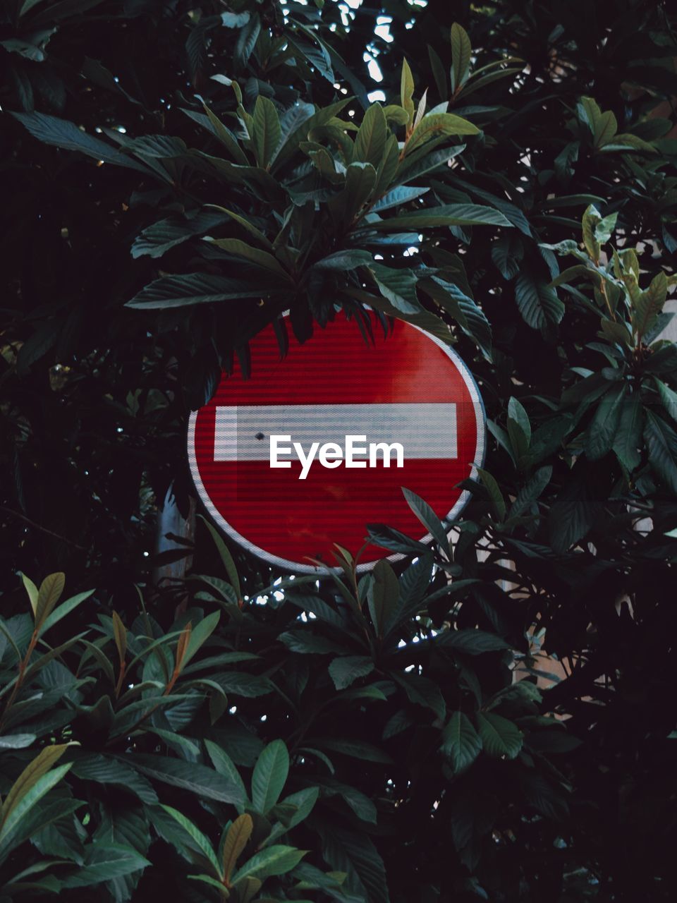 Low angle view of tree