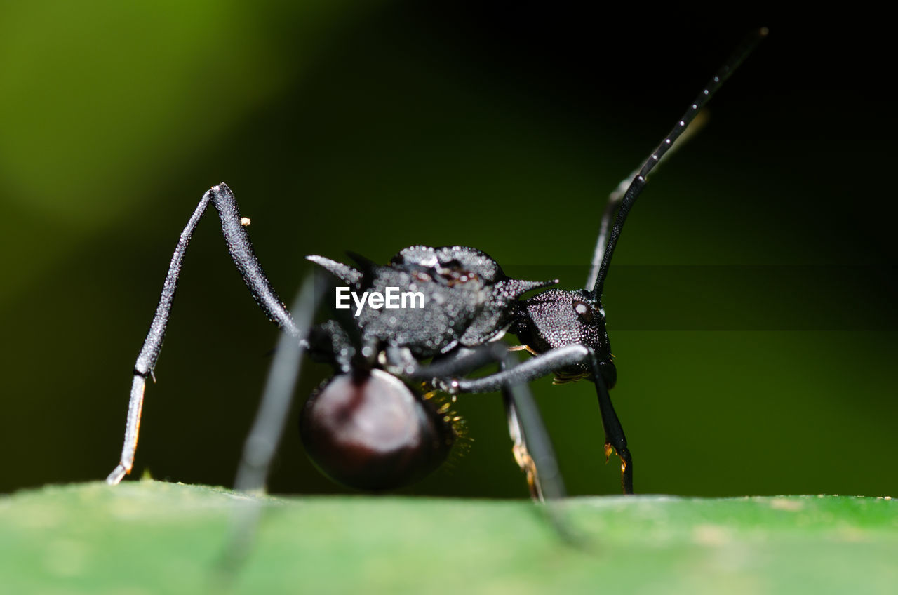 Black ant looking back