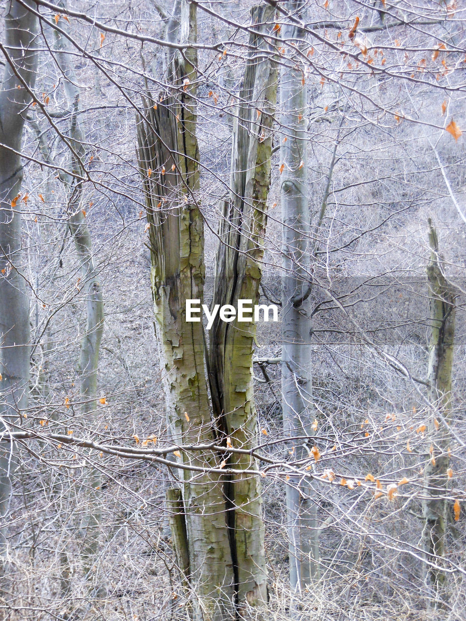 Close-up of bare trees in forest