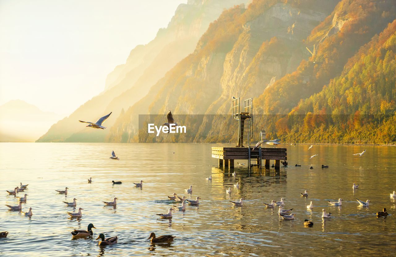 Birds in lake on sunny day