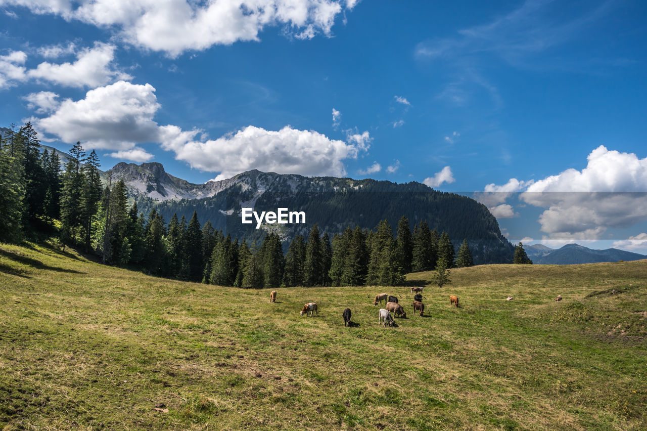 Cows at turren, above lungernsee, switzerland