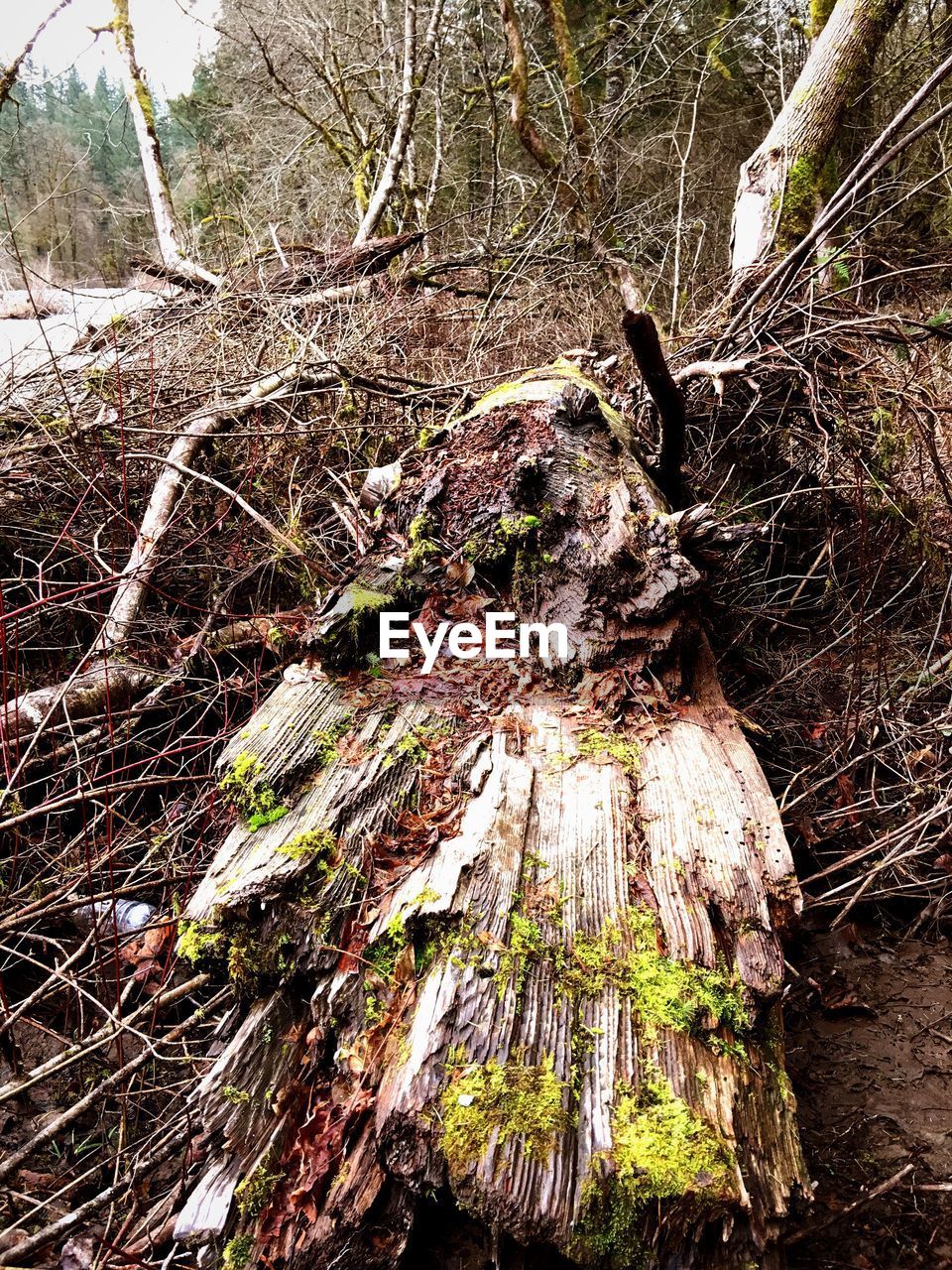 CLOSE-UP LOW ANGLE VIEW OF TREES