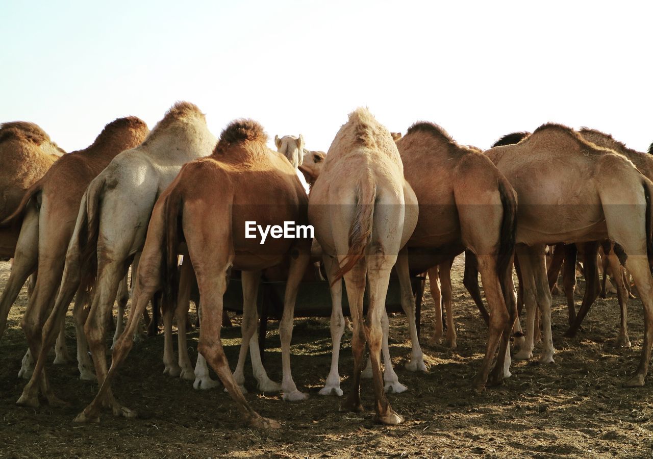 Camels standing on field against sky on sunny day