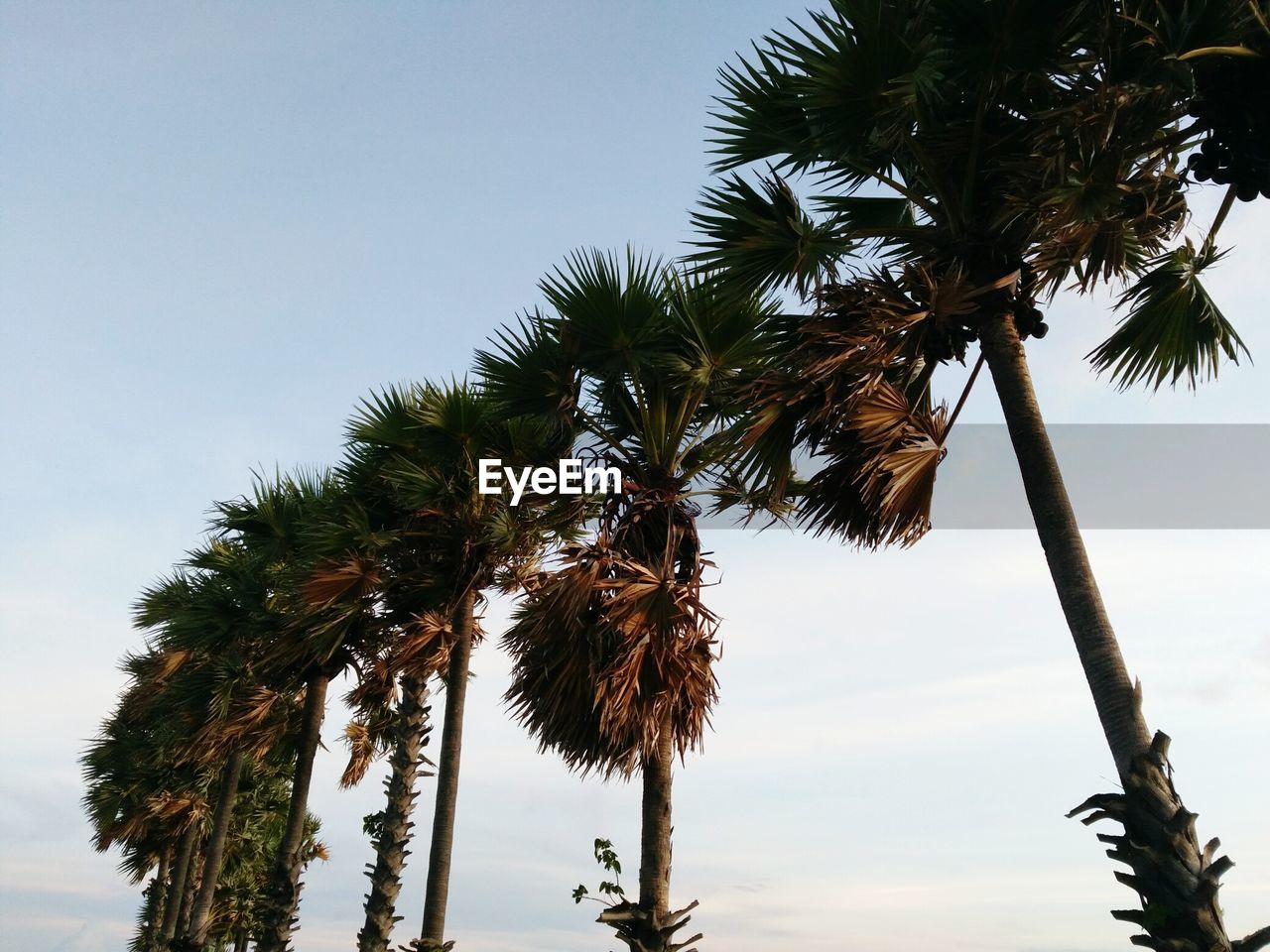LOW ANGLE VIEW OF PALM TREES AGAINST CLEAR SKY