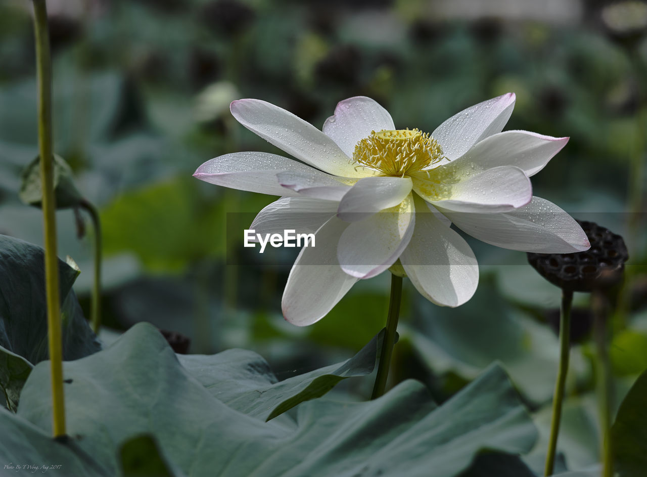 CLOSE-UP OF WHITE FLOWER