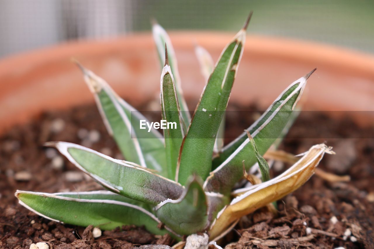 Close-up of succulent plant