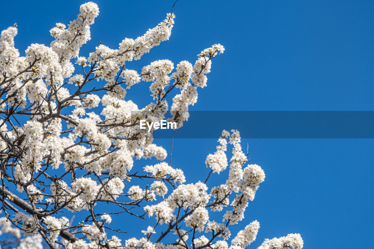 branch, plant, flower, tree, sky, blossom, blue, nature, beauty in nature, frost, spring, clear sky, winter, low angle view, springtime, white, no people, growth, freezing, snow, cold temperature, flowering plant, freshness, outdoors, fragility, day, tranquility, twig, scenics - nature, sunny