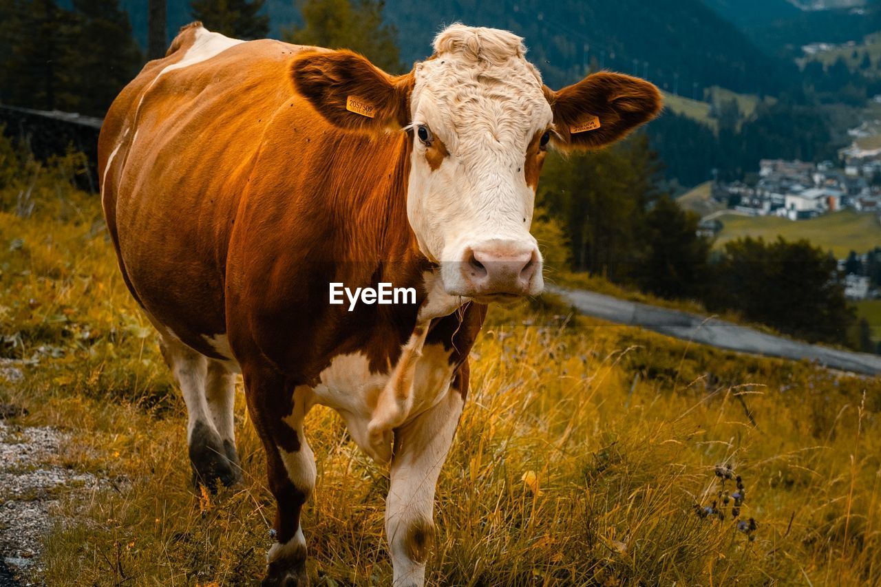 Cow standing in a field