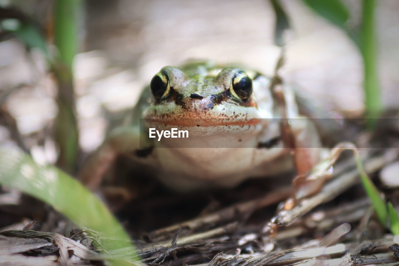 CLOSE-UP OF LIZARD