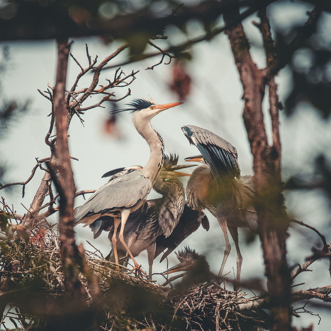 bird, animal, animal themes, animal wildlife, tree, wildlife, nature, plant, branch, no people, group of animals, outdoors, perching, beauty in nature, winter, animal nest