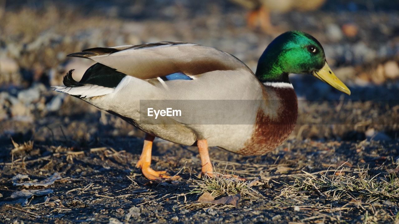 Close-up of mallard duck on field