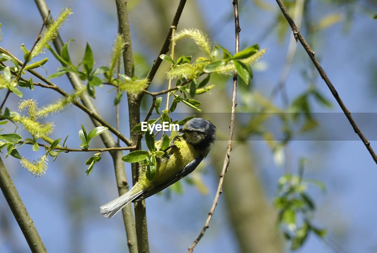 Low angle view of blue tit hanging on twig with green leaves