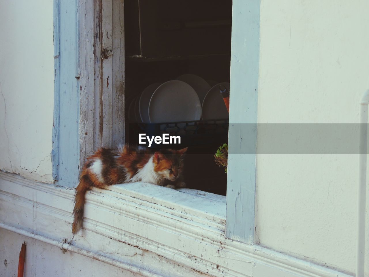 Cat relaxing on window