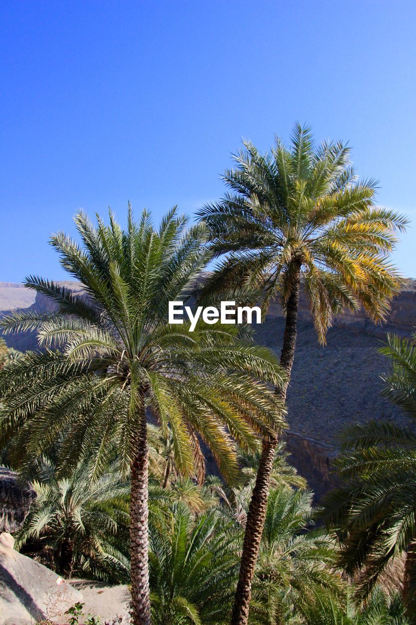 PALM TREES AGAINST SKY