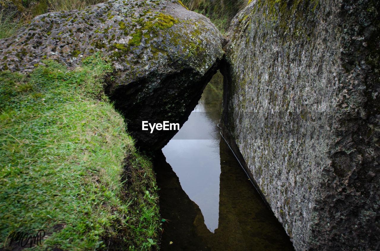 TREES IN WATER