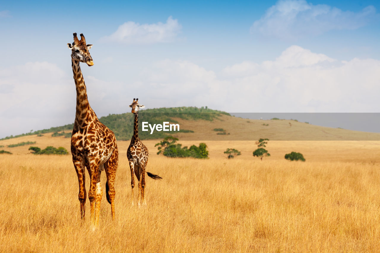 ZEBRAS ON A FIELD OF A HORSE