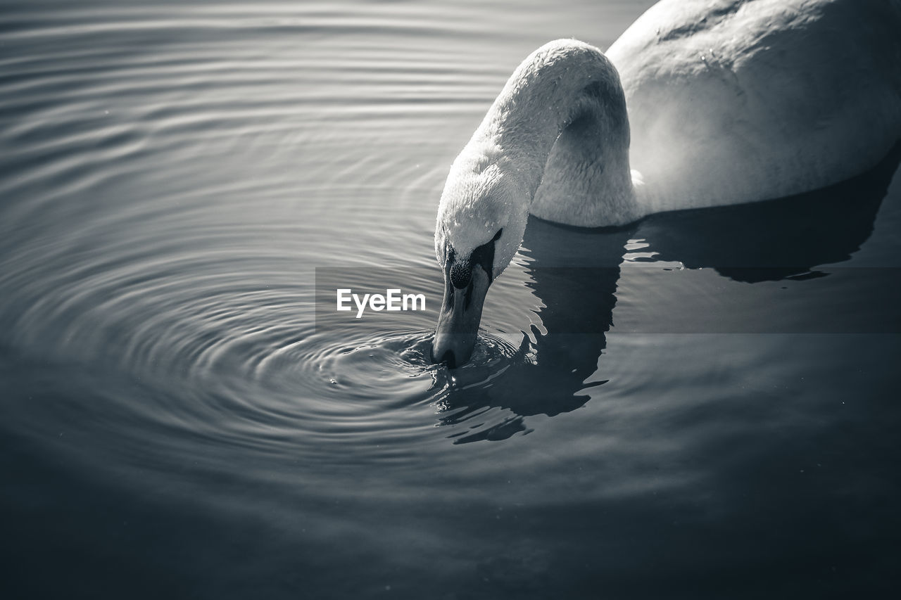 Close-up of swan swimming in lake