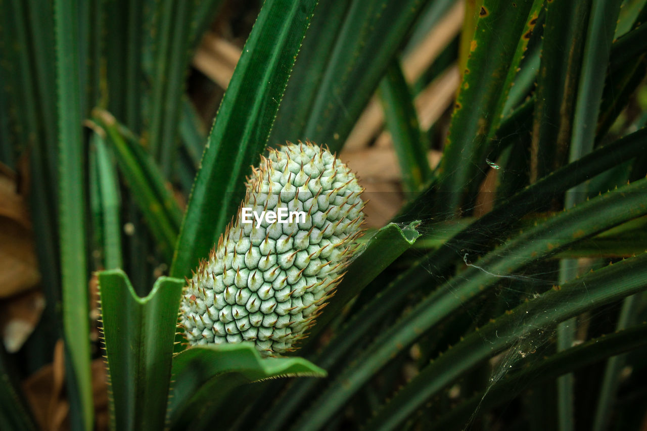 Pandanus fruit trees like snake scales