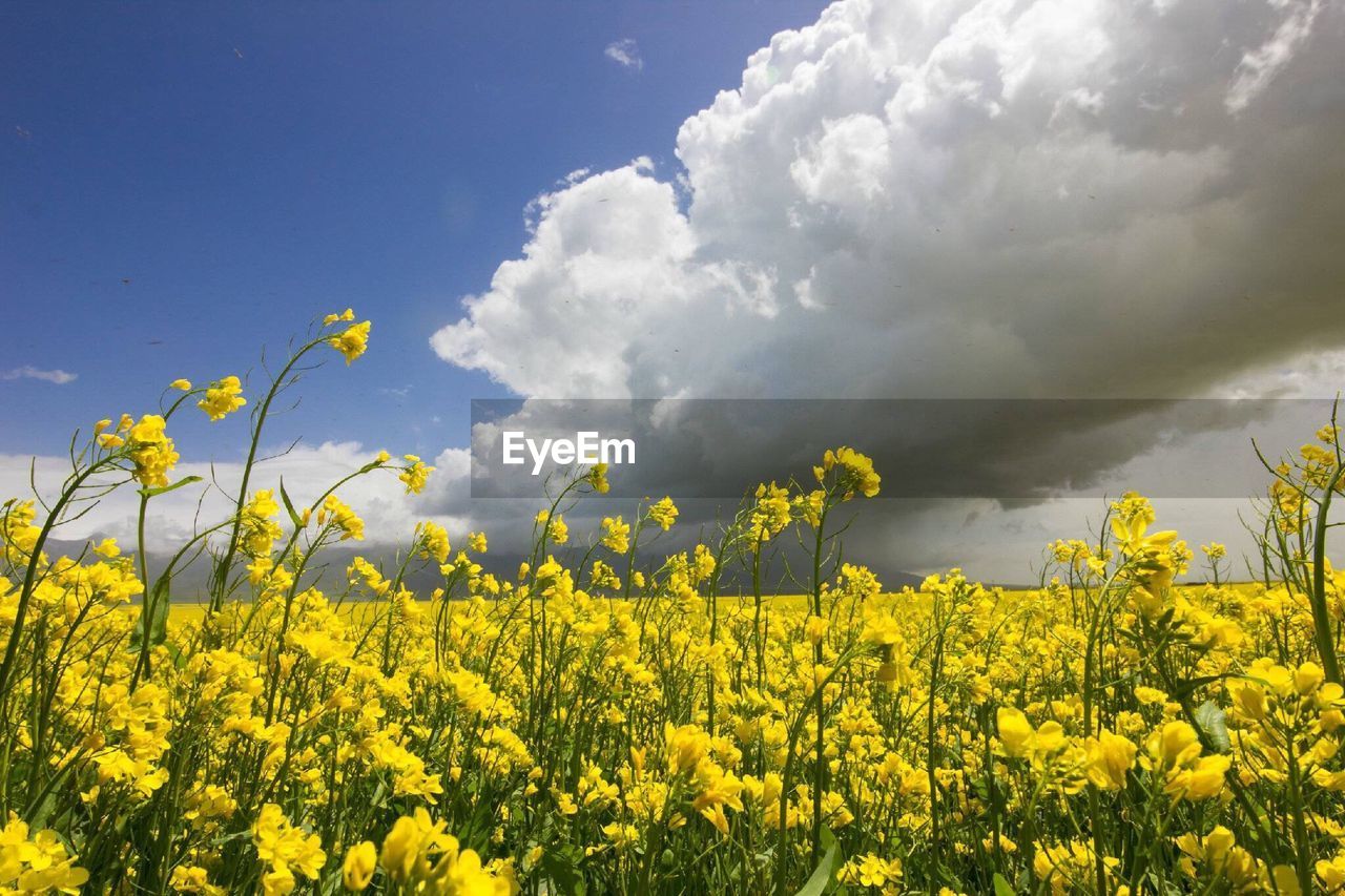 Canola field against cloudy sky on sunny day