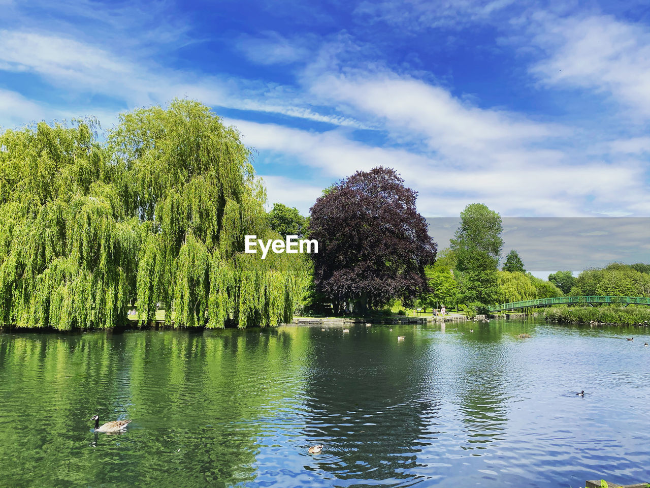 Scenic view of lake against sky willow tree park reflection