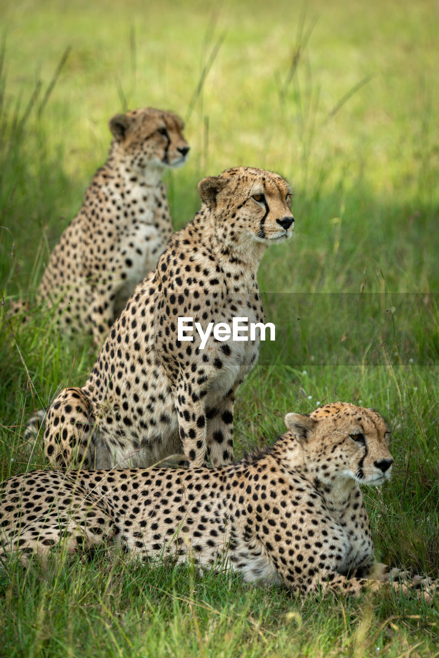 Three cheetahs sit and lie in row