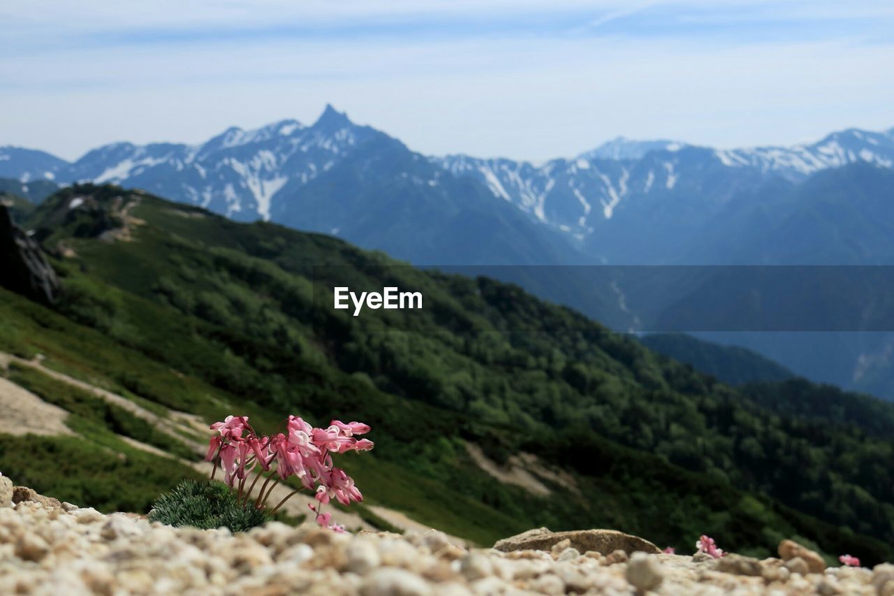 Pink flower in bloom with mountains in background