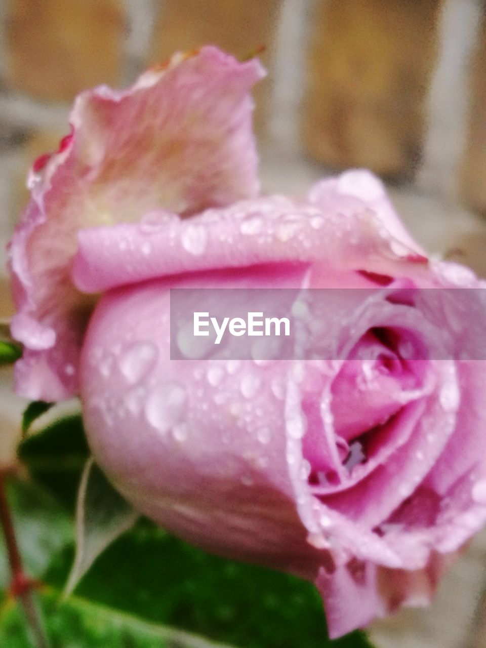 CLOSE-UP OF WET ROSE FLOWER